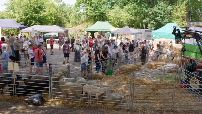 Schafsmarkt Gahlen 2026 – Der Sonntag: Hirtenzug, Bullriding & Versteigerung